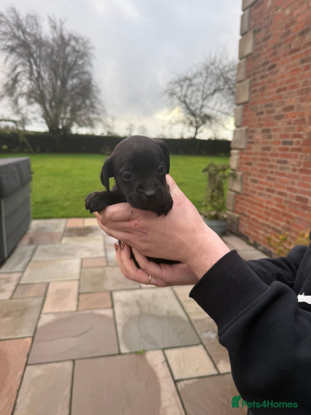 Mixed Breed dogs for sale: COCKER SPANIEL X PATERDALE TERRIER - Advert 6