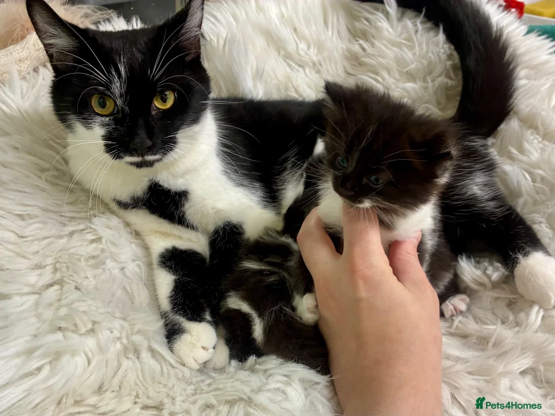 Turkish Angora cats for sale: Mix Turkish angora kitten  - Advert 2