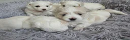 Maltese dogs for sale: Fabulously gorgeous maltese in Stevenage - Advert 14