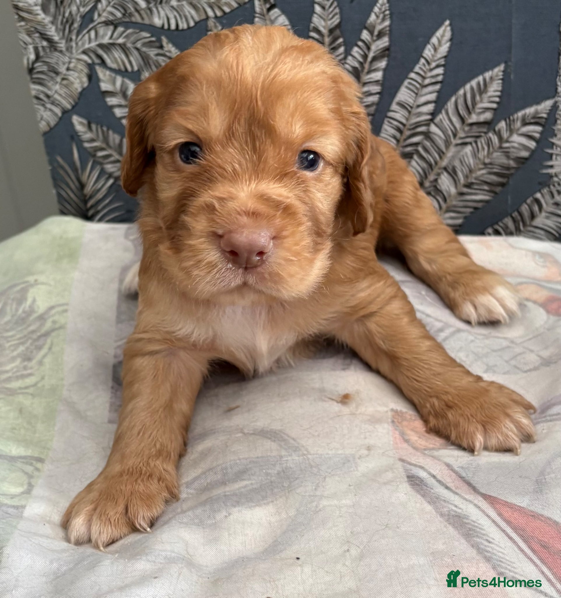 Cocker Spaniel dogs KC GOLDEN WORKING COCKERS HEALTH TESTED PARENTS !! - Advert 1