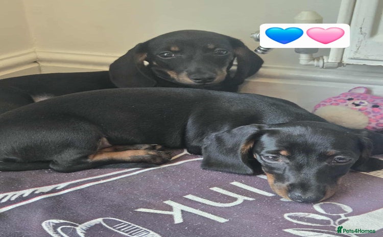 Dachshund dogs - Advert 12