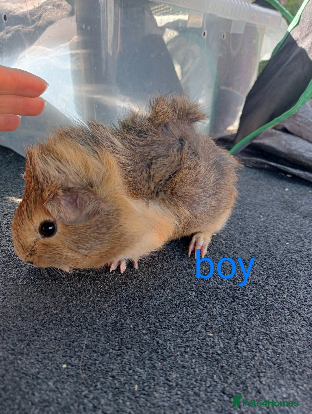 Guinea Pig rodents for sale: 6 Baby male guinea pig - Image 5