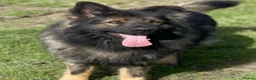 German Shepherd dogs for sale: KC Registered German Shepard Boy 🐾🐾🐾 - Advert 3