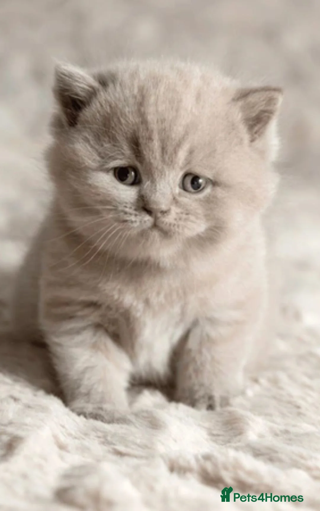 British Shorthair cats for sale: Chuncky breed GCCF Lilac British shorthair - Advert 1
