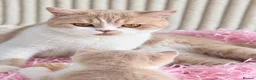 British Shorthair cats for sale: Beautiful British Shorthair Female Kitten 🐾🌸🌸🌸 - Advert 6