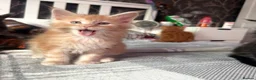 Maine Coon cats for sale: BEAUTIFUL MAINE COON KITTENS LOOKING FOR NEW HOME - Advert 21