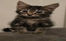 Mixed Breed cats for sale: 4 fluffy kittens for sale - Image 8