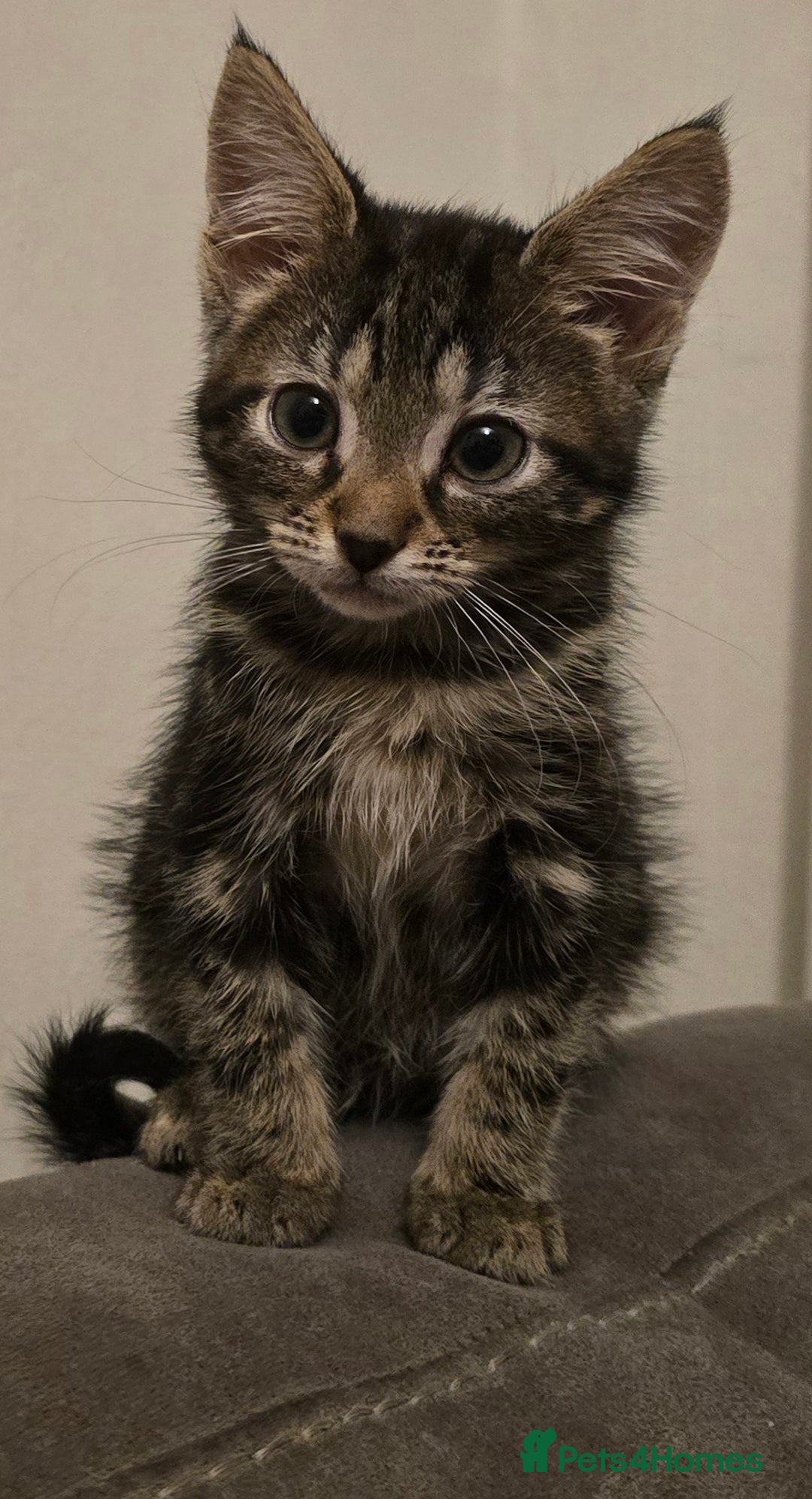 Mixed Breed cats for sale: 4 fluffy kittens for sale - Image 8