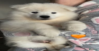 Samoyed dogs - Advert 3