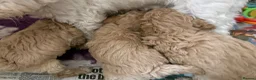 Mixed Breed dogs for sale: RARE STUNNING cute F1 cairn-oodles ❤️🐾 - Advert 22