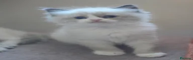 Ragdoll boy 2