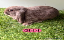 Mini Lop rabbits for sale: Stunning mini lop babies  - Image 4