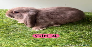 Mini Lop rabbits - Advert 6