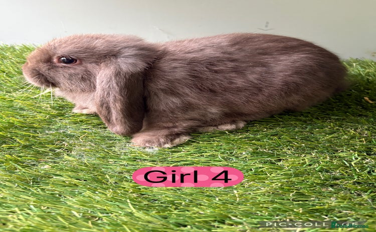 Mini Lop rabbits - Advert 16