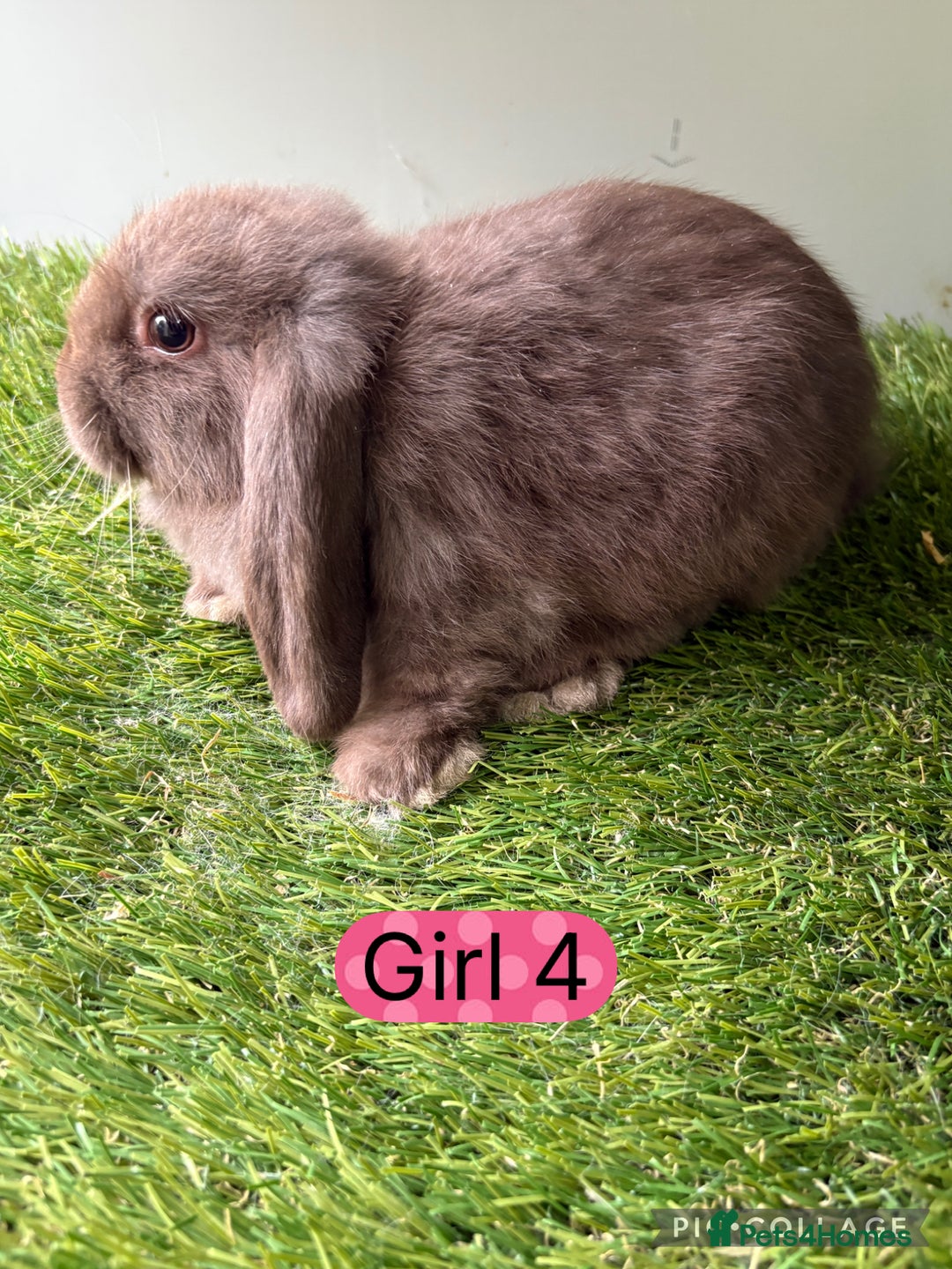 Mini Lop rabbits for sale: Stunning mini lop babies  - Image 4
