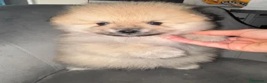 Pomeranian 1