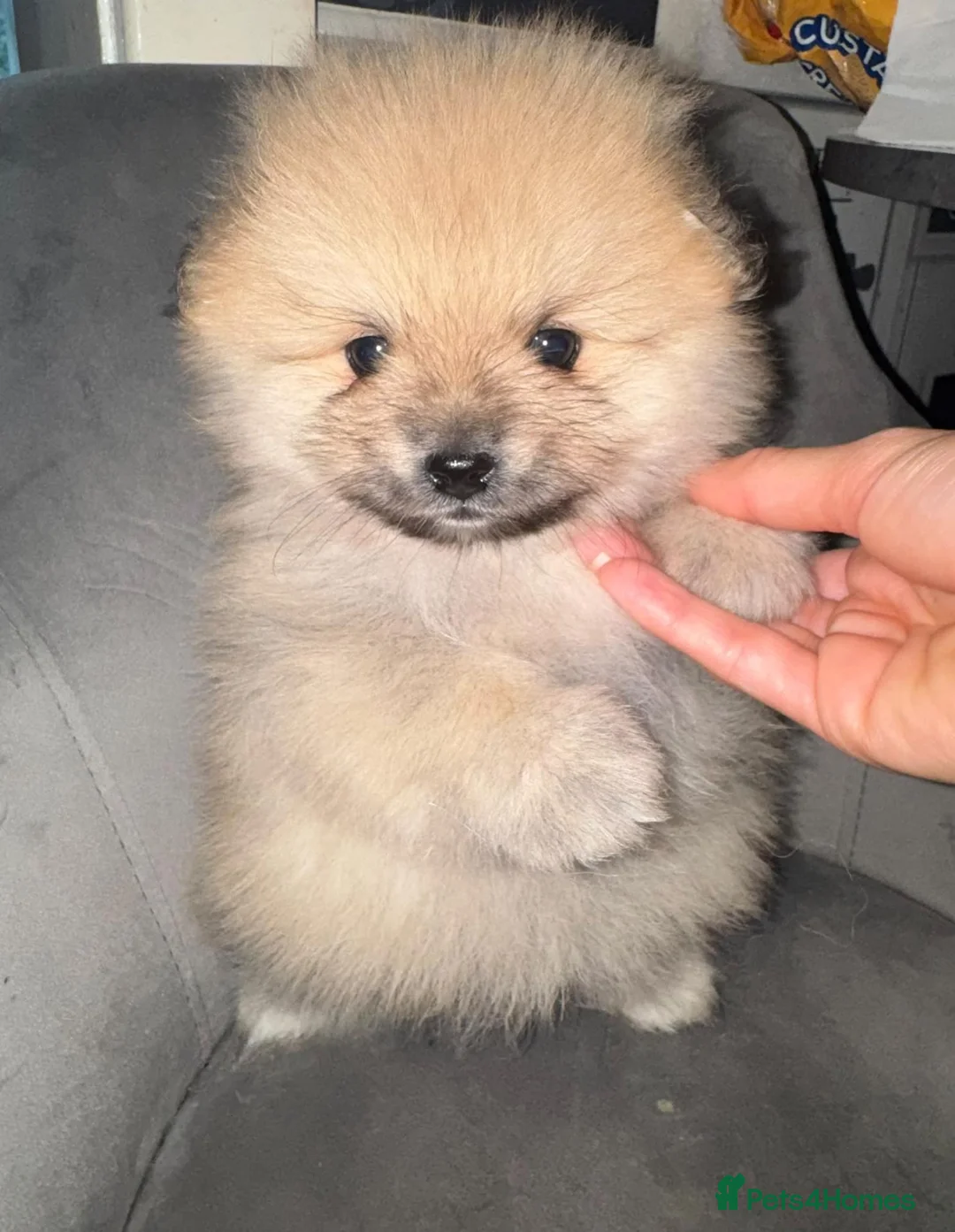 Pomeranian dogs for sale: Pomeranian puppies  - Advert 2
