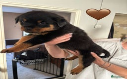 Rottweiler dogs for sale:  Rottweiler Puppies - READY NOW! 2 LEFT!  - Image 19