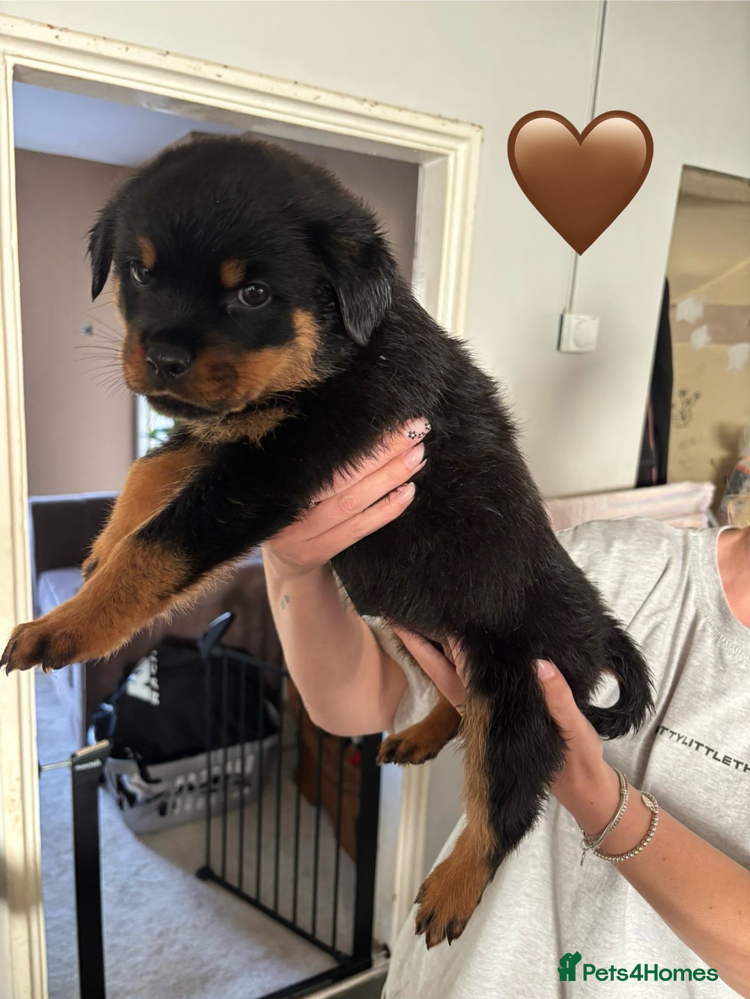 Rottweiler dogs for sale:  Rottweiler Puppies - READY NOW! 2 LEFT!  - Image 19