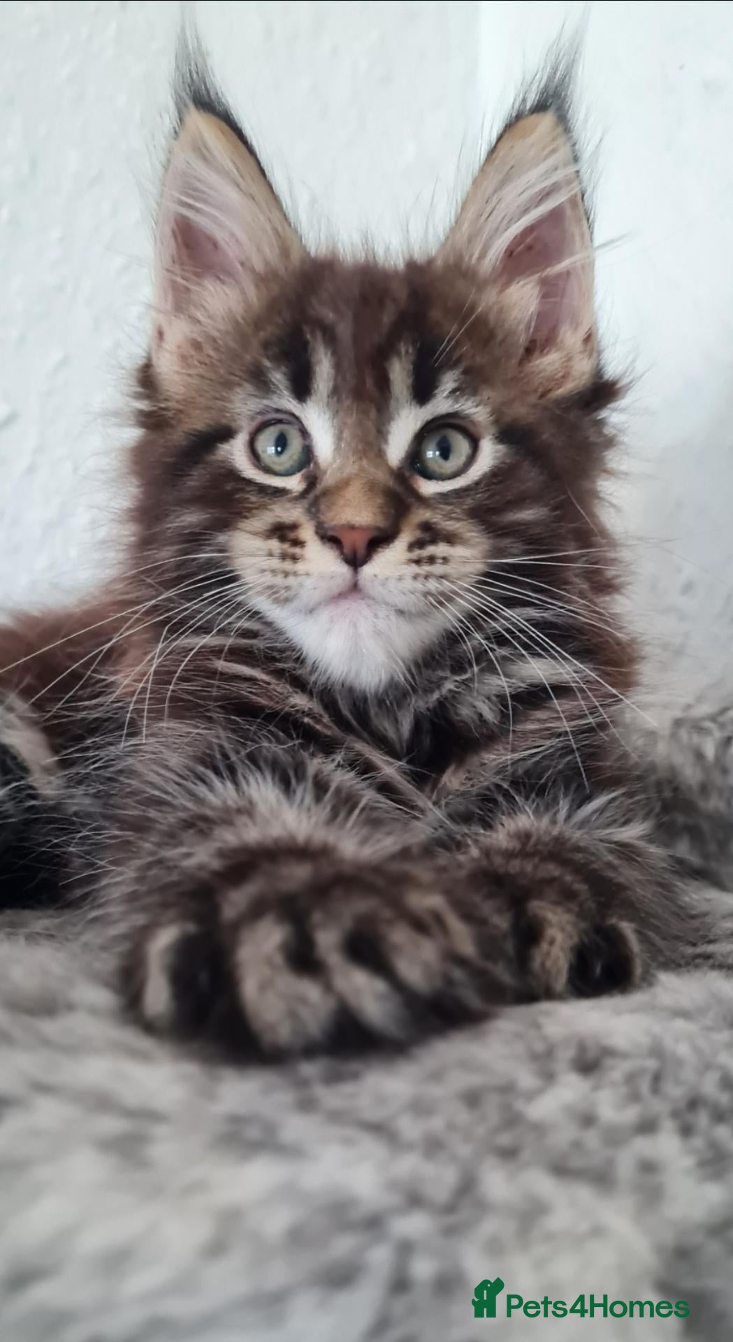Maine Coon cats GCCF REGISTERED MAINE COON KITTENS - Advert 1