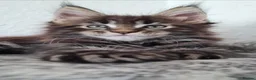 Maine Coon cats for sale: GCCF REGISTERED MAINE COON KITTENS - Advert 1