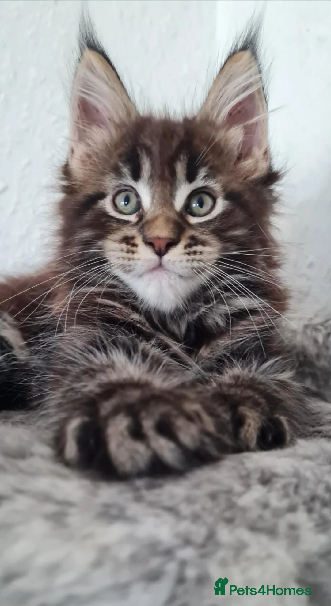 Maine Coon cats for sale: GCCF REGISTERED MAINE COON KITTENS - Advert 1