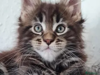 Maine Coon cats GCCF REGISTERED MAINE COON KITTENS - Advert 1