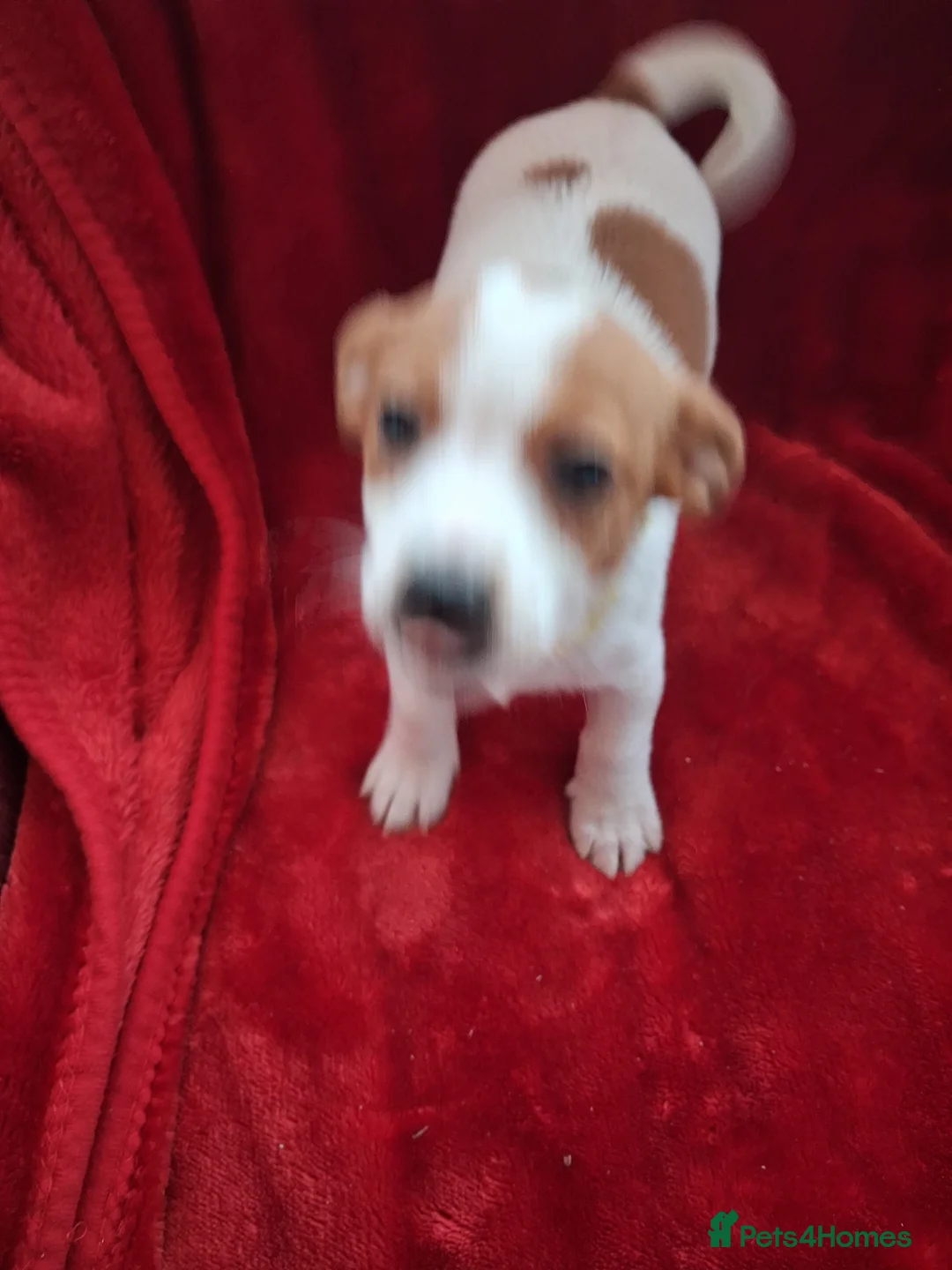 Jack Russell dogs for sale: 2 Jack russel puppies  - Advert 2