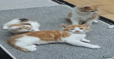 Mixed Breed cats - Advert 8