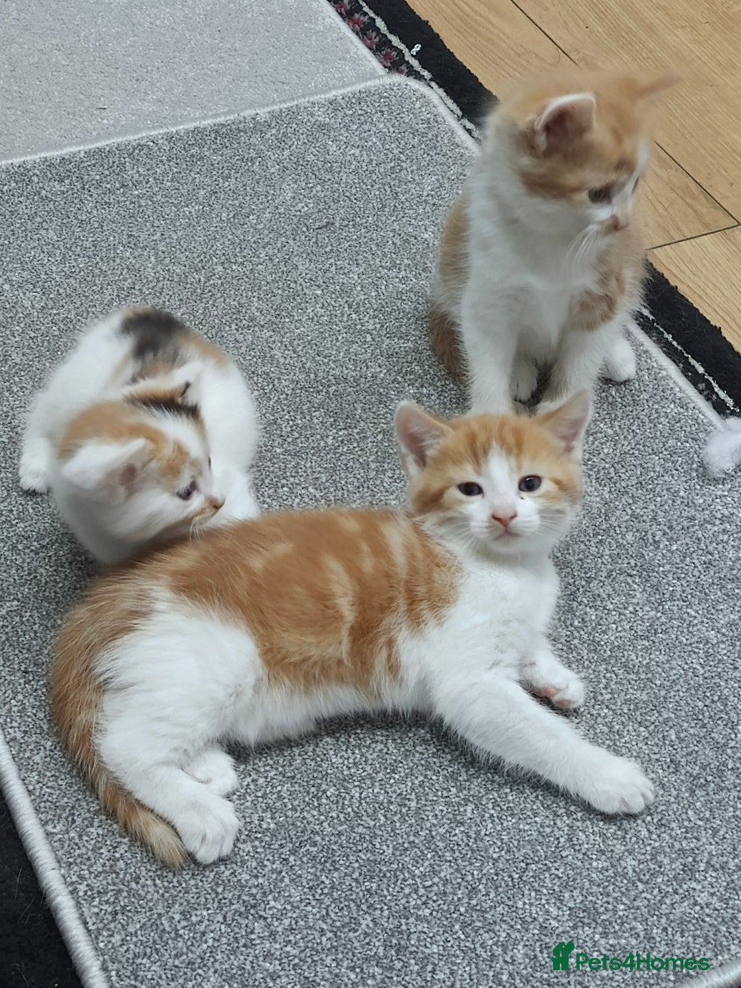 Mixed Breed cats for sale: 8 weeks old beautiful kittens - Image 3