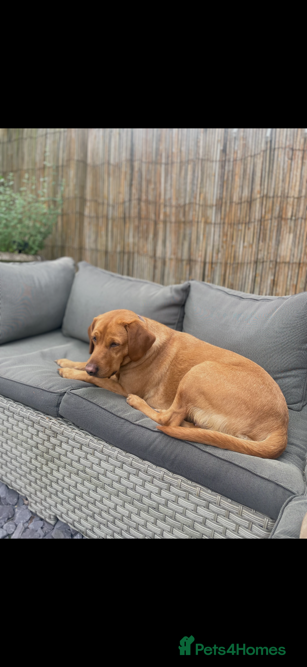 Labrador Retriever dogs for sale: Velvet black old English Labrador puppies  - Advert 13