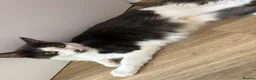 Mixed Breed cats for sale: Scottish fold mixed with mixed breed 2 boys  in Chatham - Advert 10