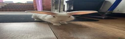 Mixed Breed rabbits for sale: 2 brothers, rabbits for sale  in Sandbach - Advert 10