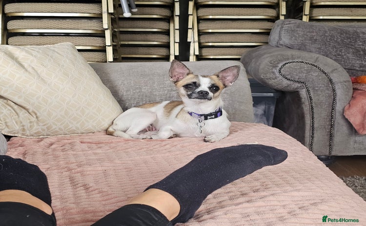 Chihuahua dogs - Advert 10