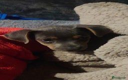 Jack Russell dogs for stud: DENZEL - Image 3