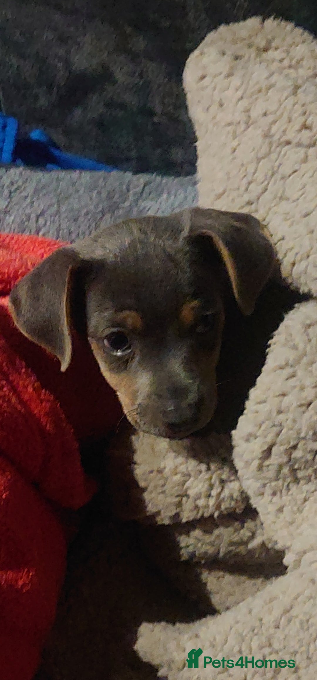 Jack Russell dogs for stud: DENZEL - Image 3