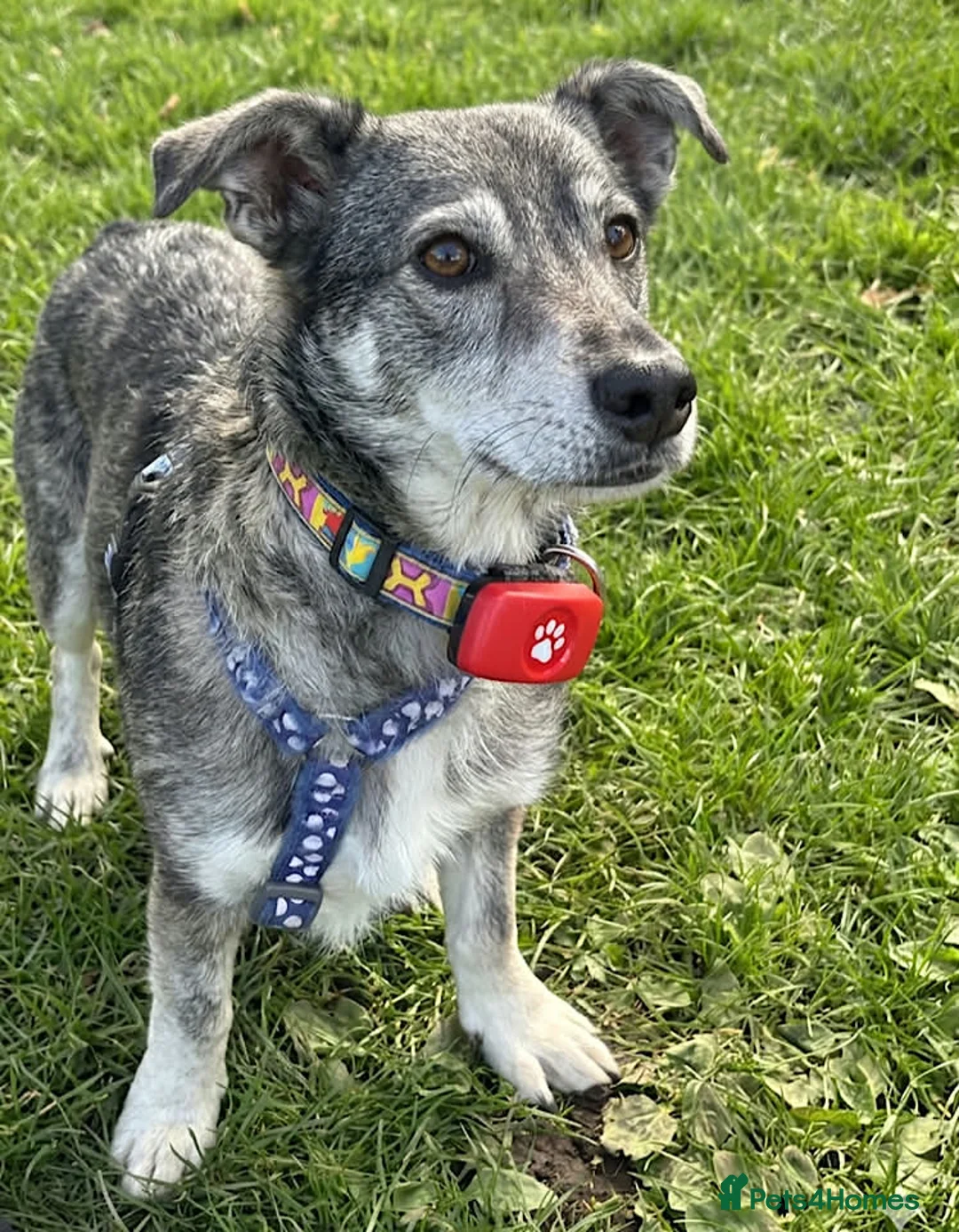 Mixed Breed dogs for adoption: Cody – Small/Medium, 4.5 Years Old  - Advert 3