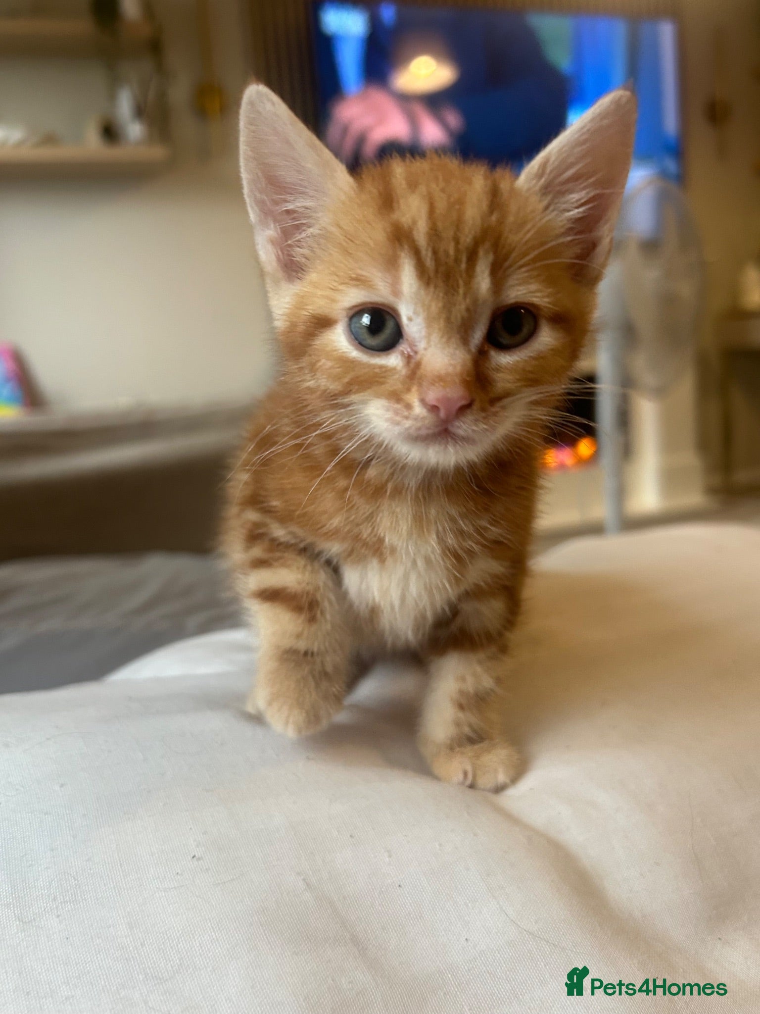 Mixed Breed cats Handsome 8 week old little boy - Advert 1