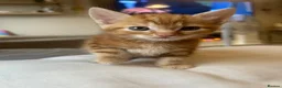 Mixed Breed cats for sale: Handsome 8 week old little boy - Advert 1