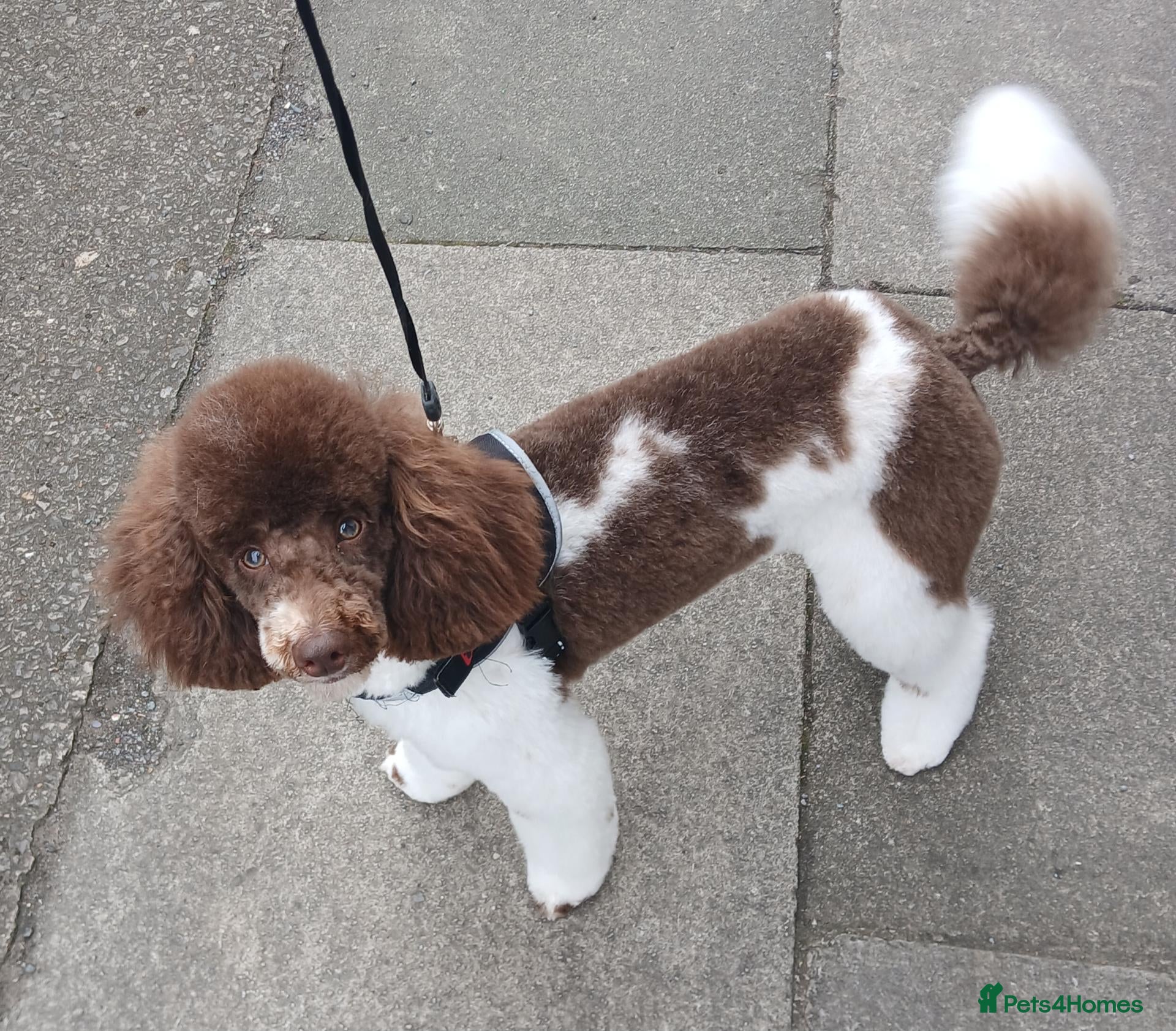 Toy Poodle dogs 🐩DNA Health tested parti toy poodle🐩 - Advert 14
