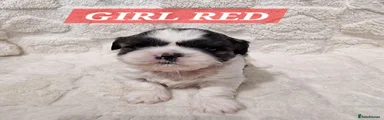 Shih Tzu 5