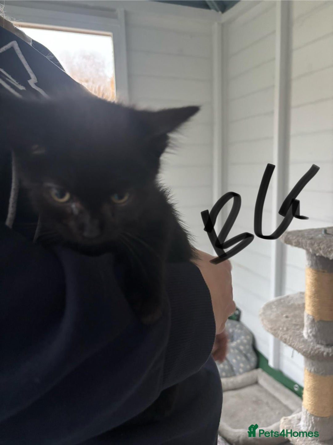 Mixed Breed cats for sale: Kittens for sale  - Image 6