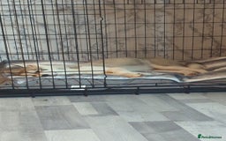 Siberian Husky dogs for sale: Selling Male Siberian Husky 27 Weeks  - Image 1