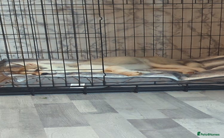 Siberian Husky dogs - Advert 1