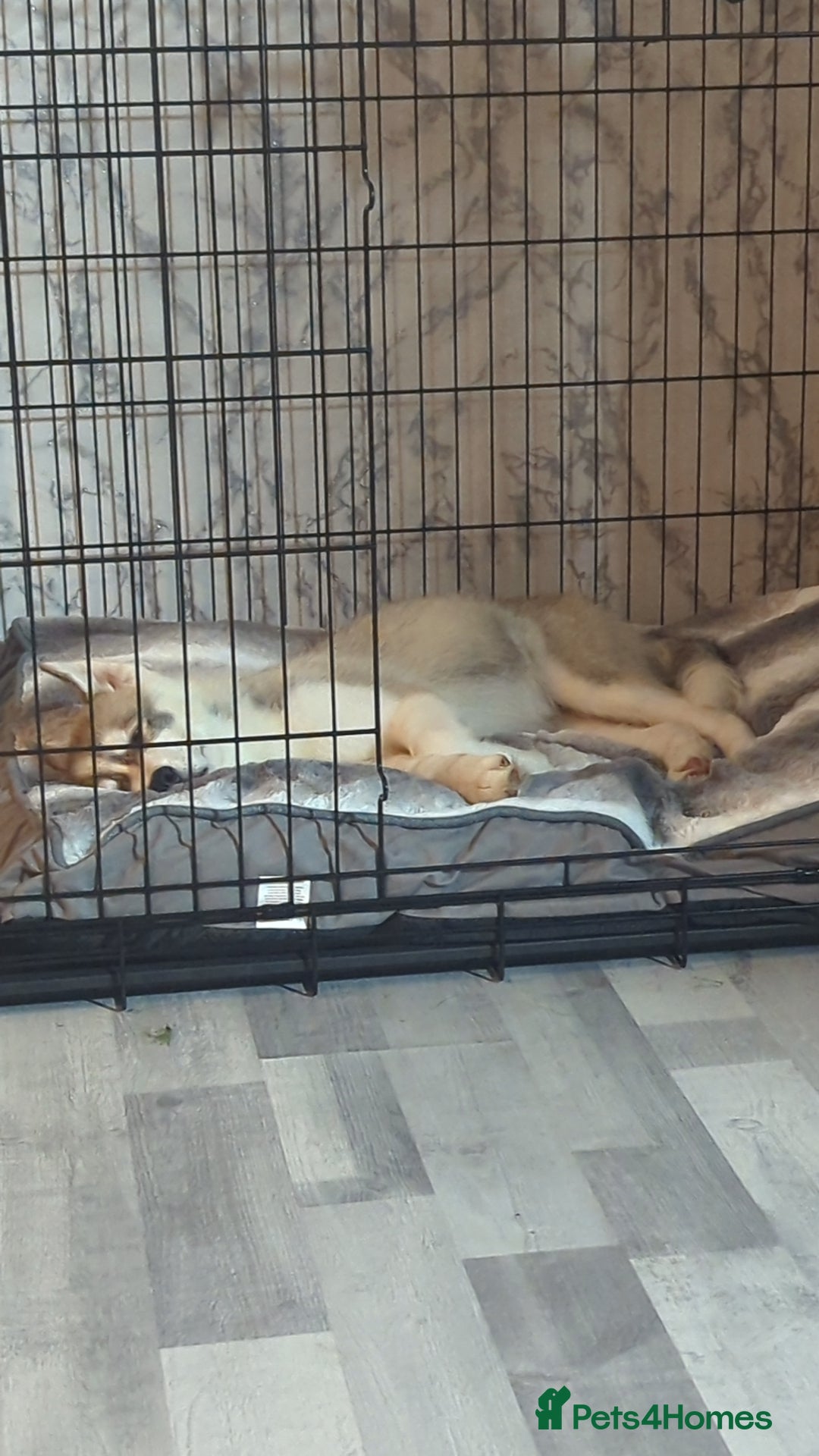 Siberian Husky dogs for sale: Selling Male Siberian Husky 27 Weeks  - Image 1