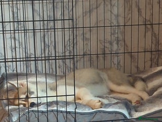 Siberian Husky dogs - Advert 3