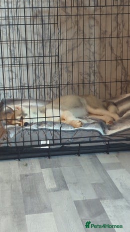 Siberian Husky dogs - Advert 1