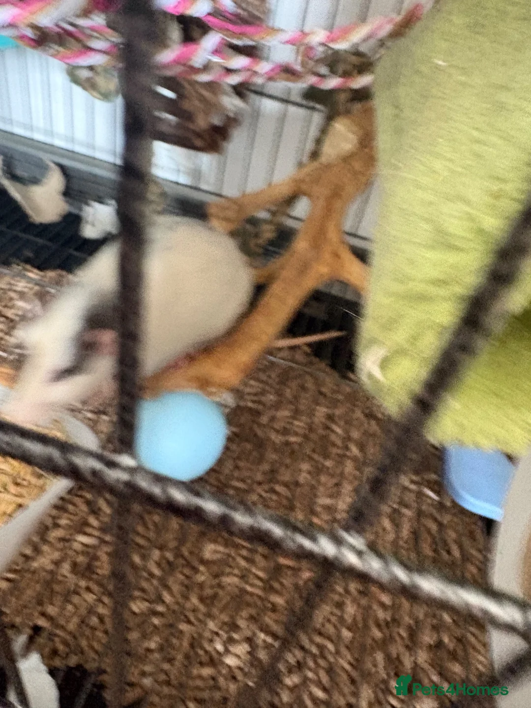 Rat rodents for sale: 5 male pet rats  in Hull - Advert 7