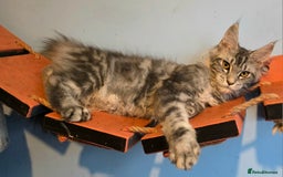 Maine Coon cats for sale: Ready to go!  Stunning Mainecoon Kittens  - Image 10