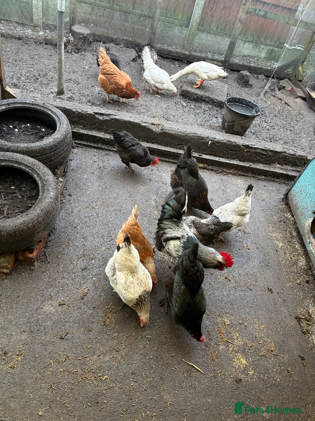 Chickens poultry for sale: 6x mixed breed fertile hatching eggs  in Ripley - Advert 7